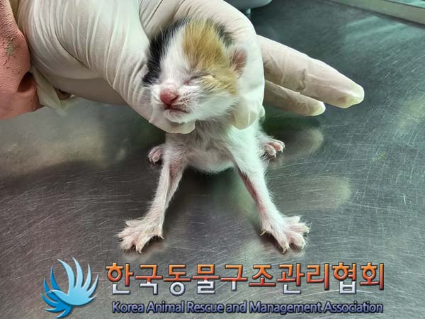 한국동물구조관리협회_411303202400157